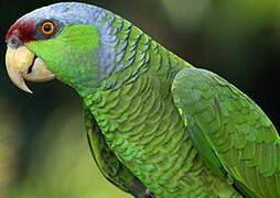 Lilac-crowned Amazon