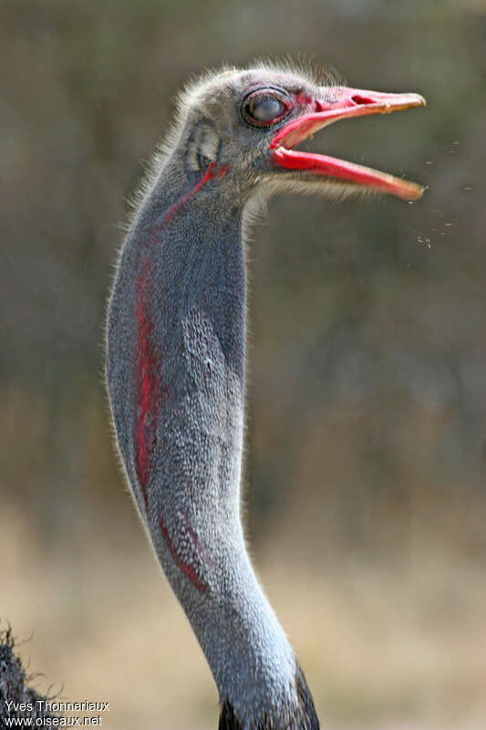 Somali Ostrich male adult breeding, close-up portrait