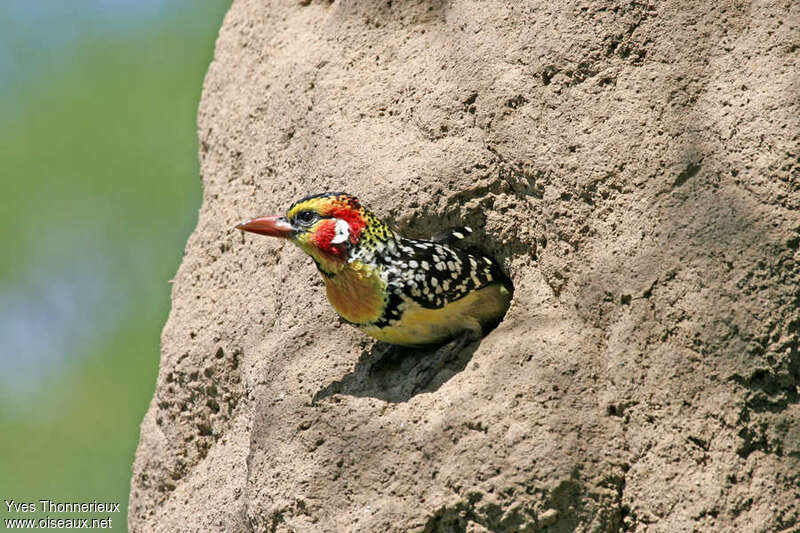 Red-and-yellow Barbetadult, Reproduction-nesting