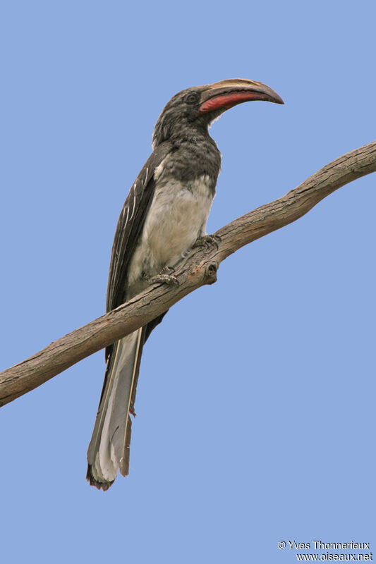 Hemprich's Hornbill male adult