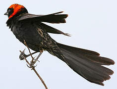 Red-cowled Widowbird