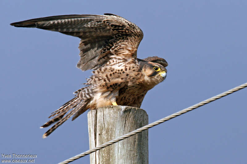 Lanner Falconjuvenile