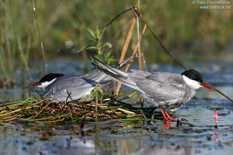 Whiskered Tern adult