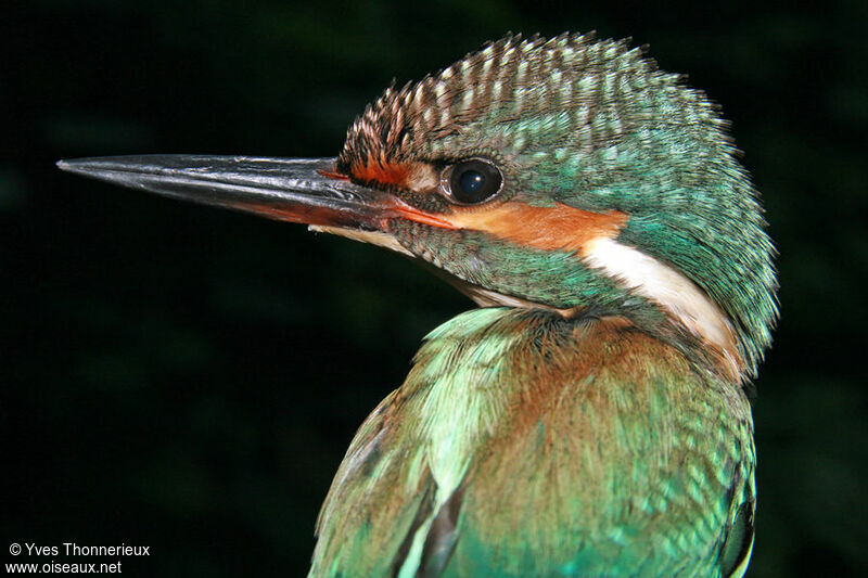 Common Kingfisherjuvenile