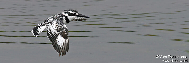 Pied Kingfisher female adult