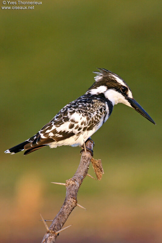 Pied Kingfisher male adult