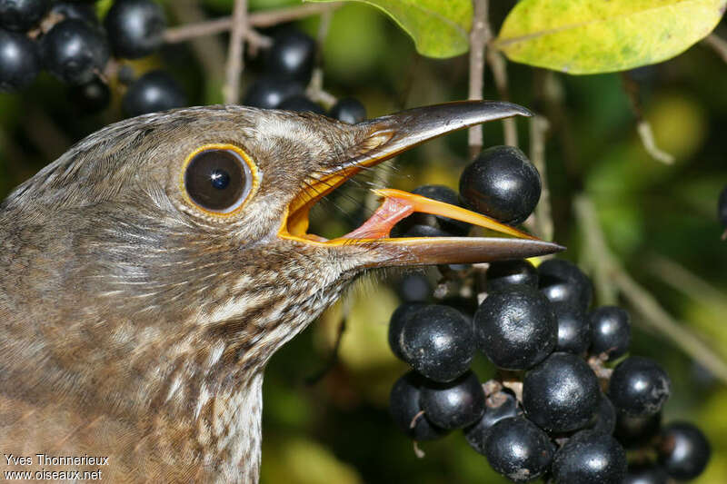 Common Blackbird female, close-up portrait, feeding habits