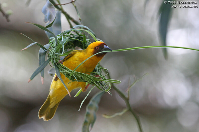 Rüppell's Weaver male adult breeding, pigmentation, Reproduction-nesting
