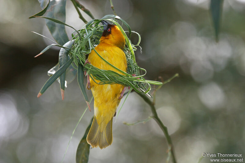 Vitelline Masked Weaver male adult